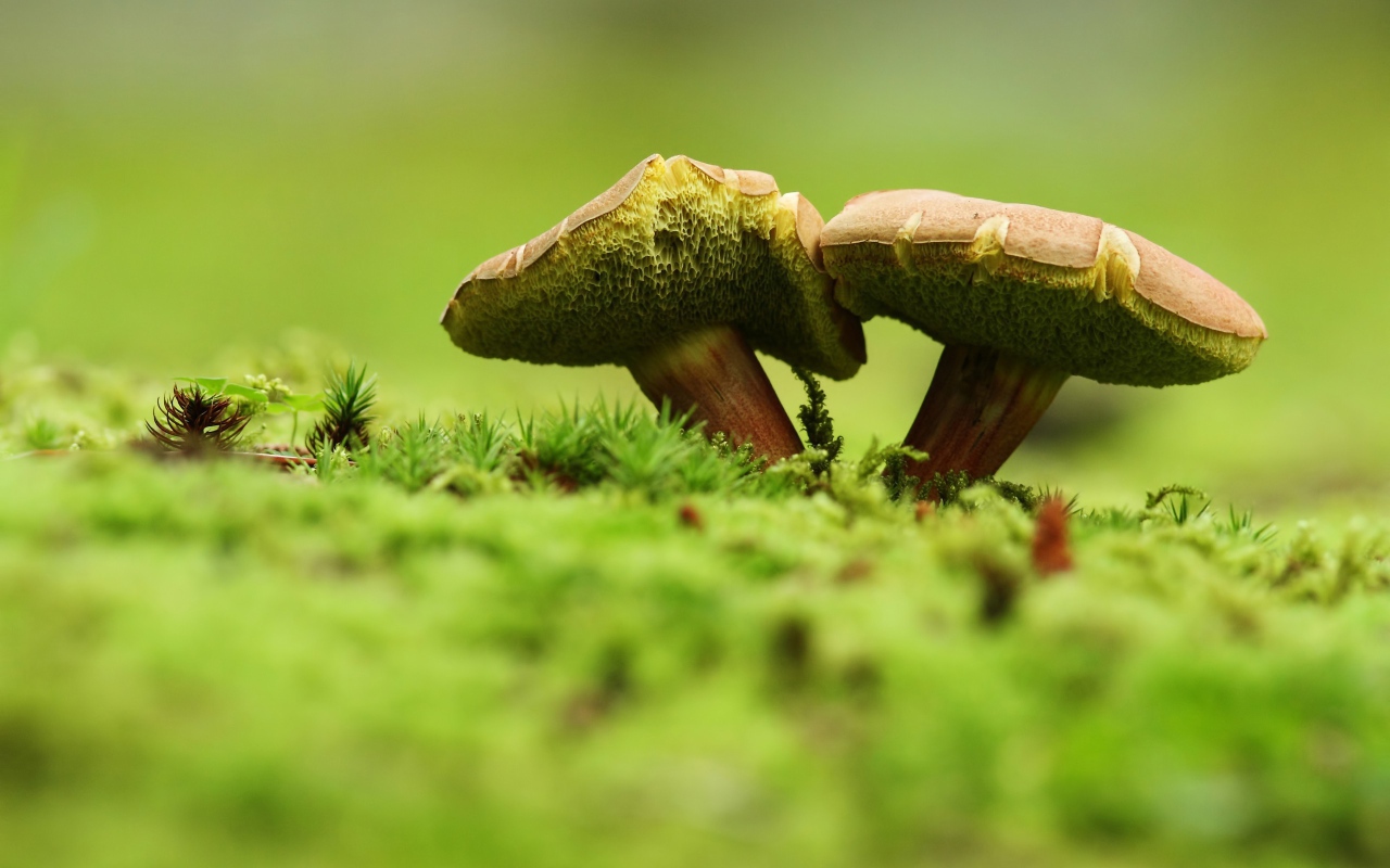 Two green mushroom on the grass
