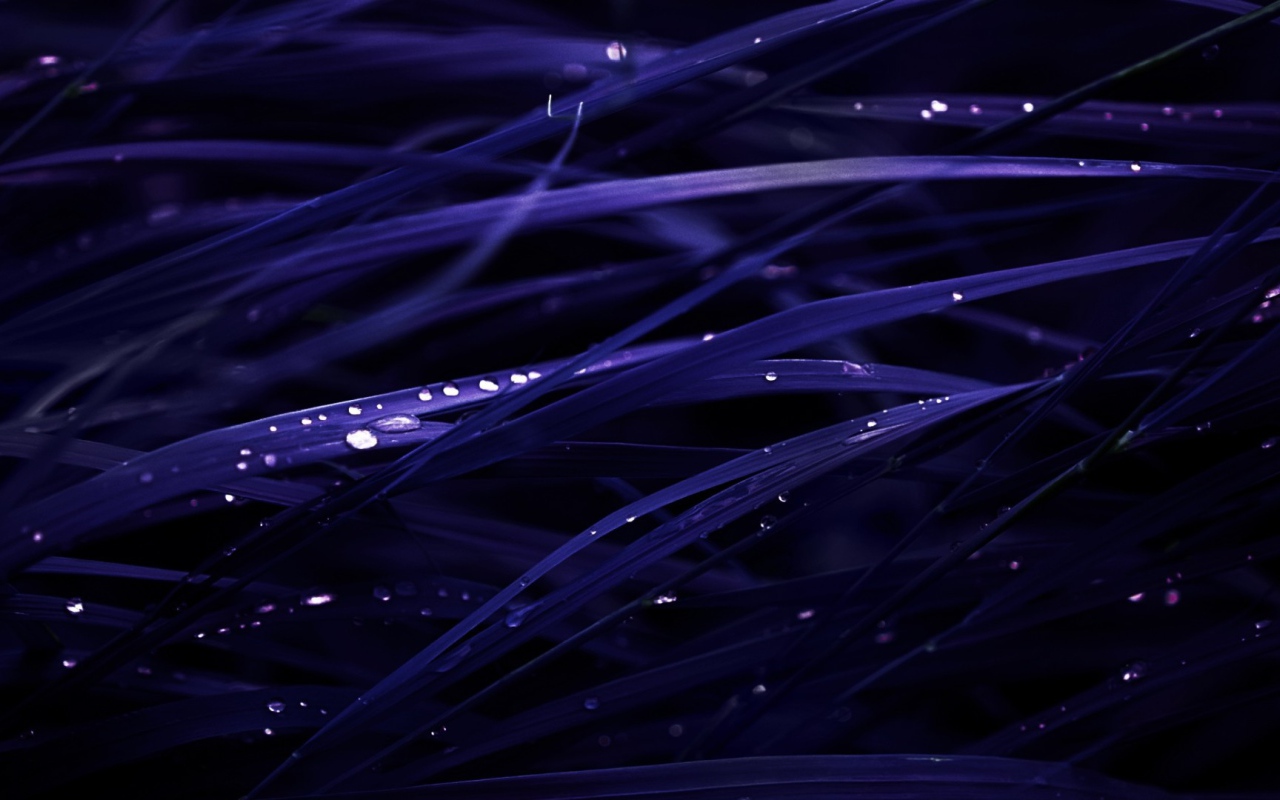 Роса на темно синей траве