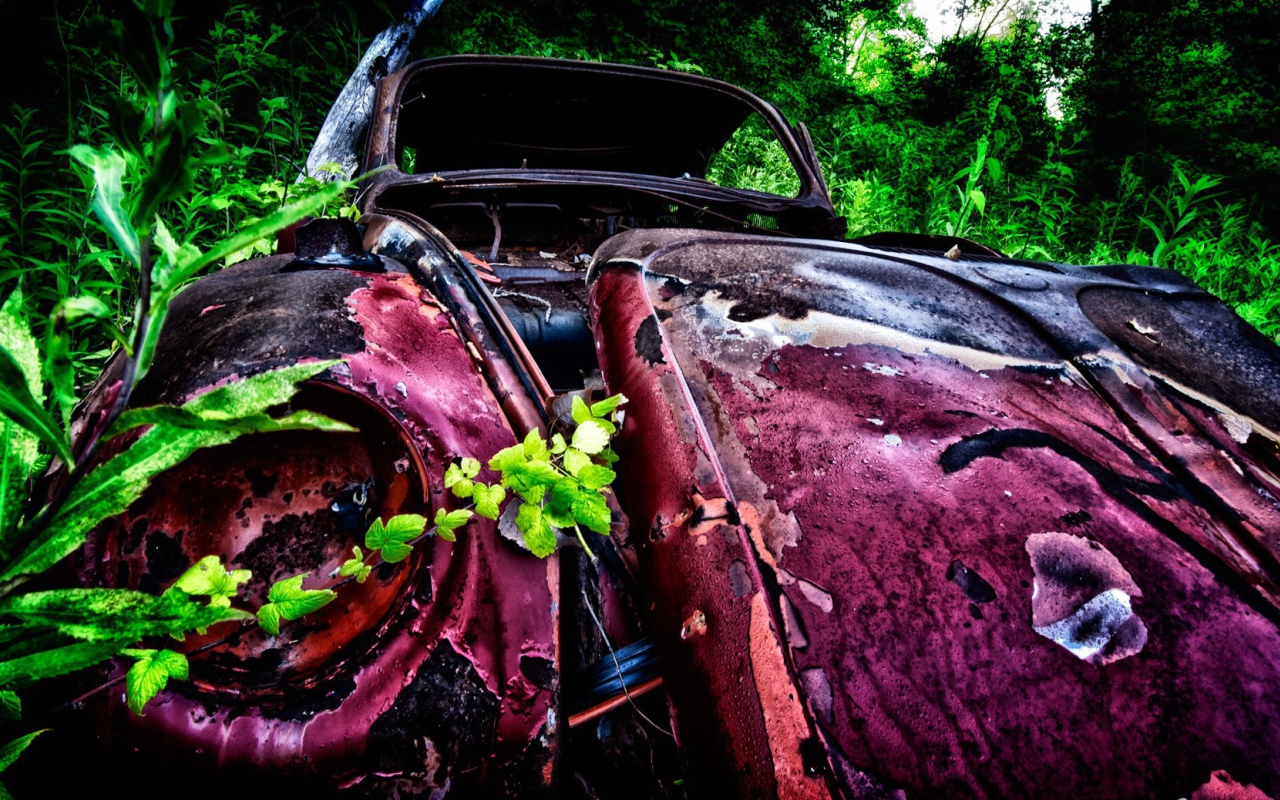 Остатки розового автомобиля среди зарослей