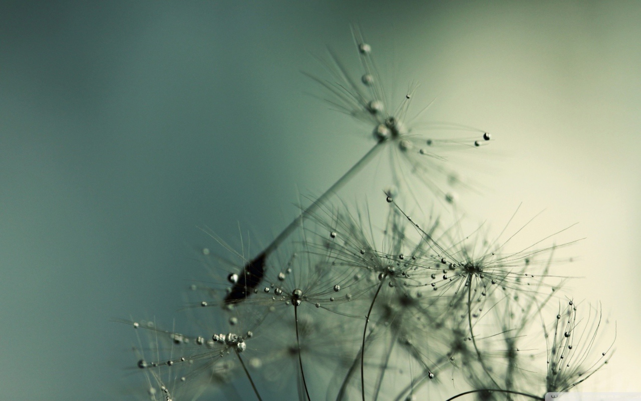 Капли воды на семенах одуванчика