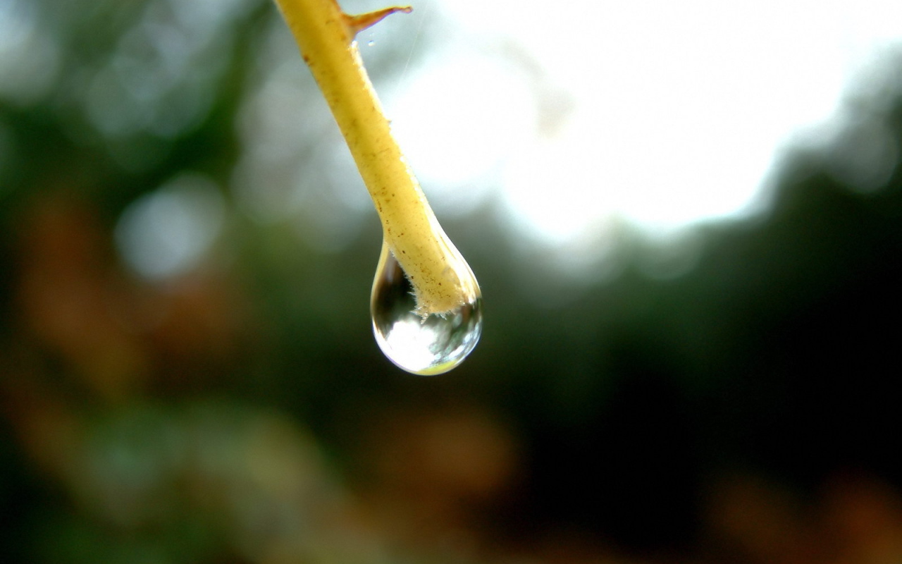 Капля на конце ветки