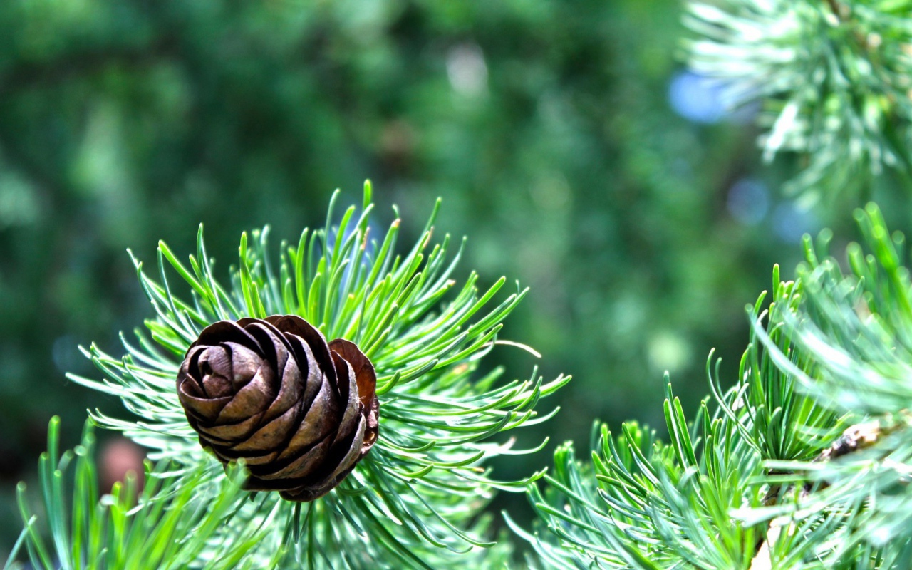 Небольшая шишка на еловой ветке