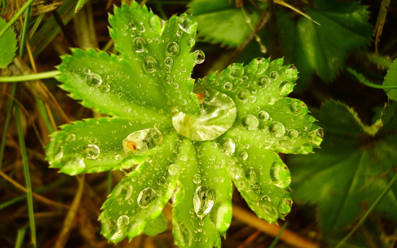 Капли воды в большом листке