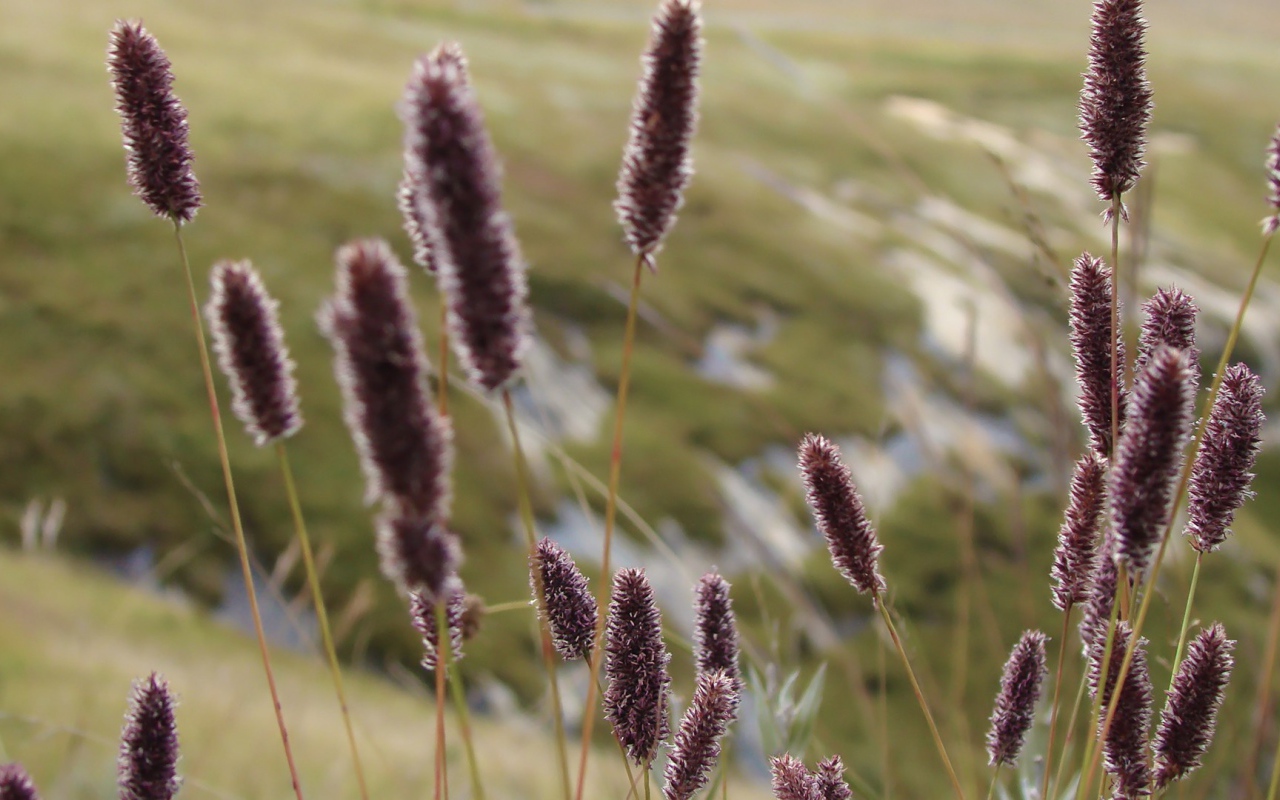 Сухие колоски полевых растений