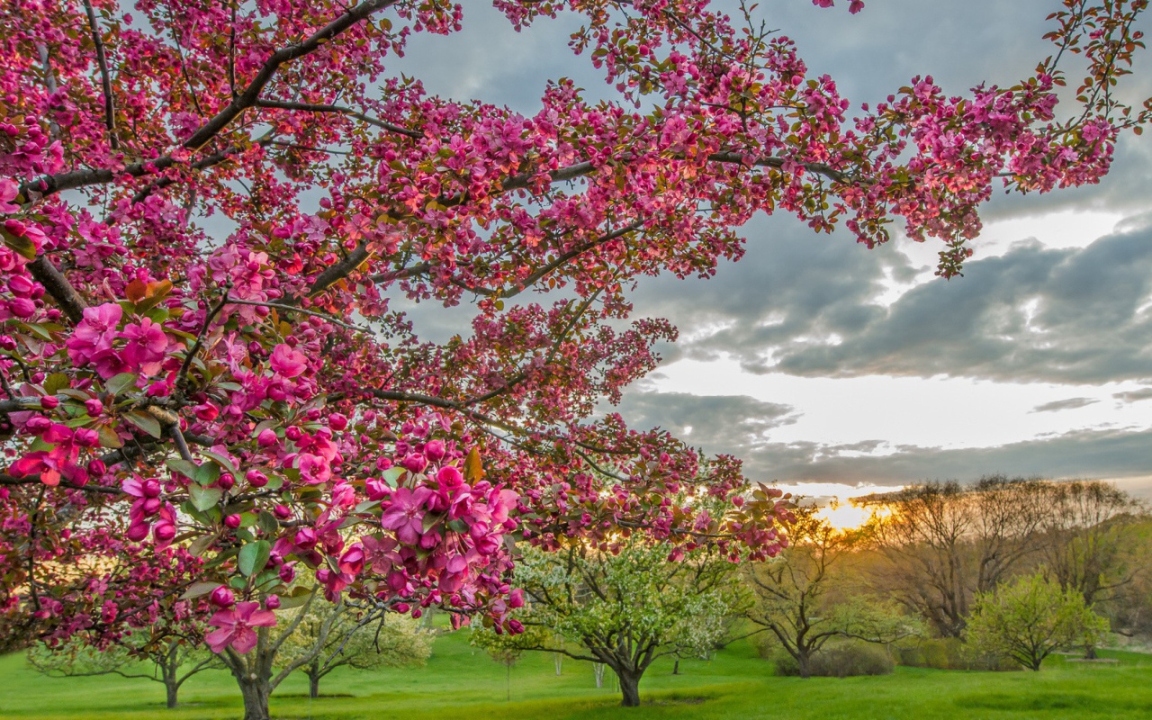 Цветущие деревья в плодовом саду