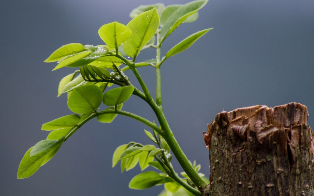 Зеленый росток на обрубке ствола