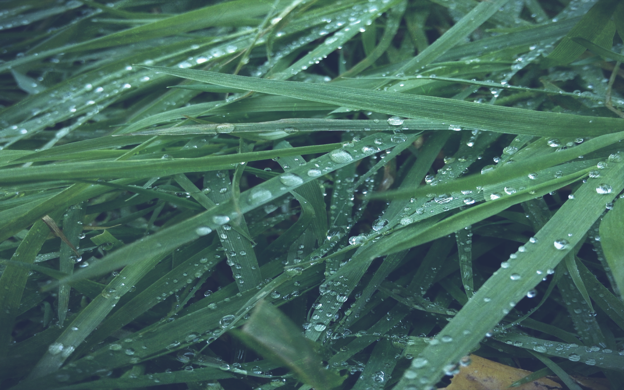 Макро фото росы на траве