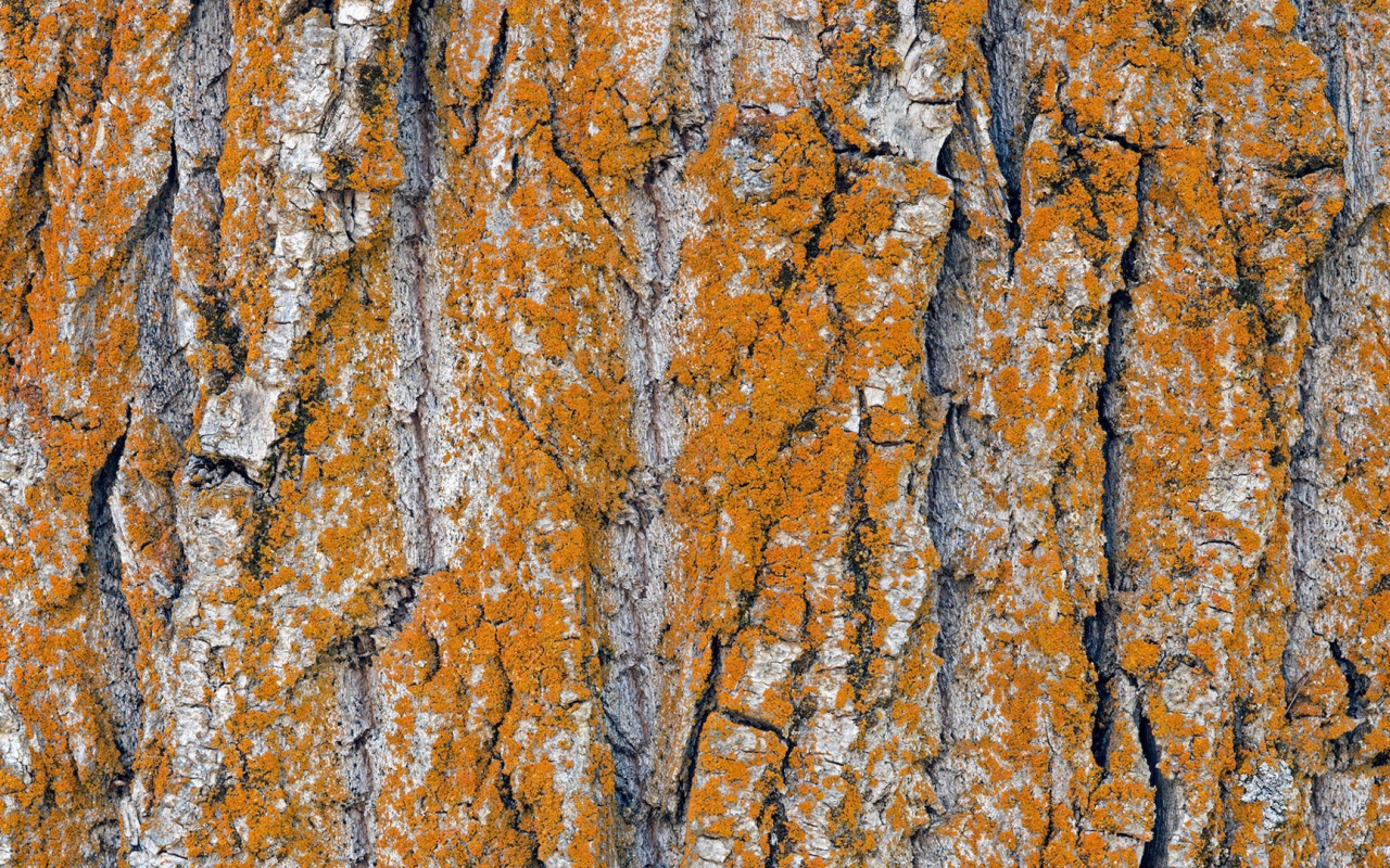 Оранжевый лишай на коре дерева