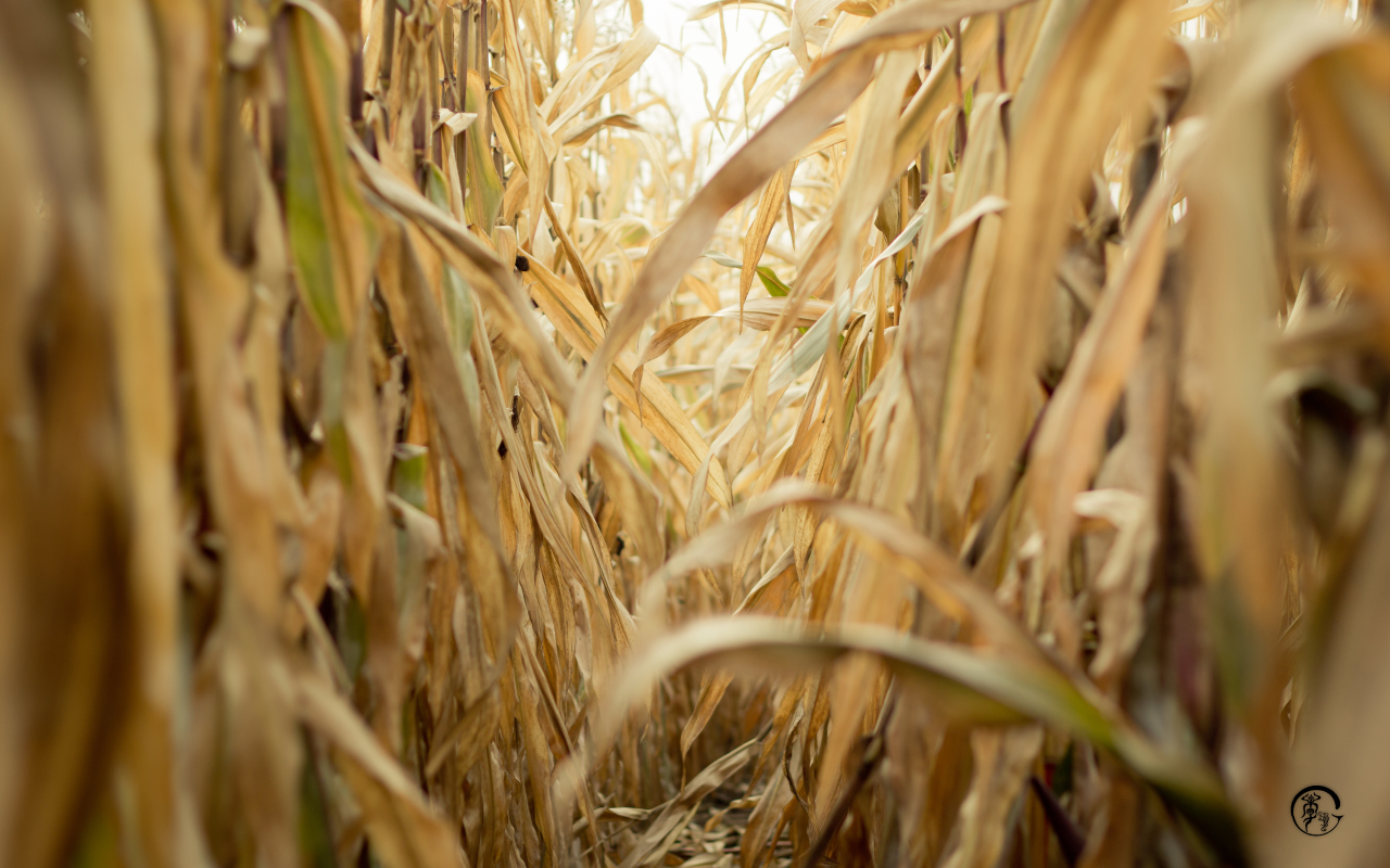 Проход в зарослях сухой кукурузы