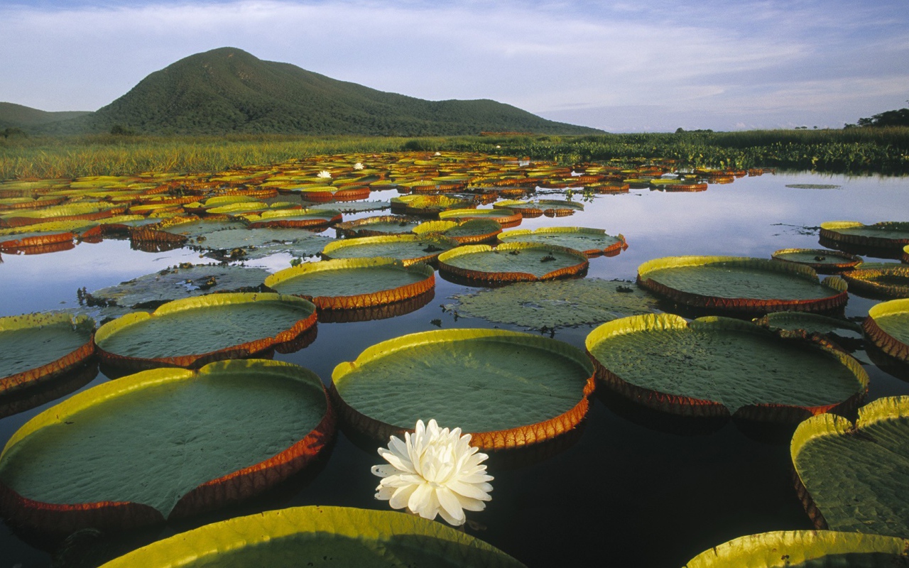 Растения плавают в воде озера