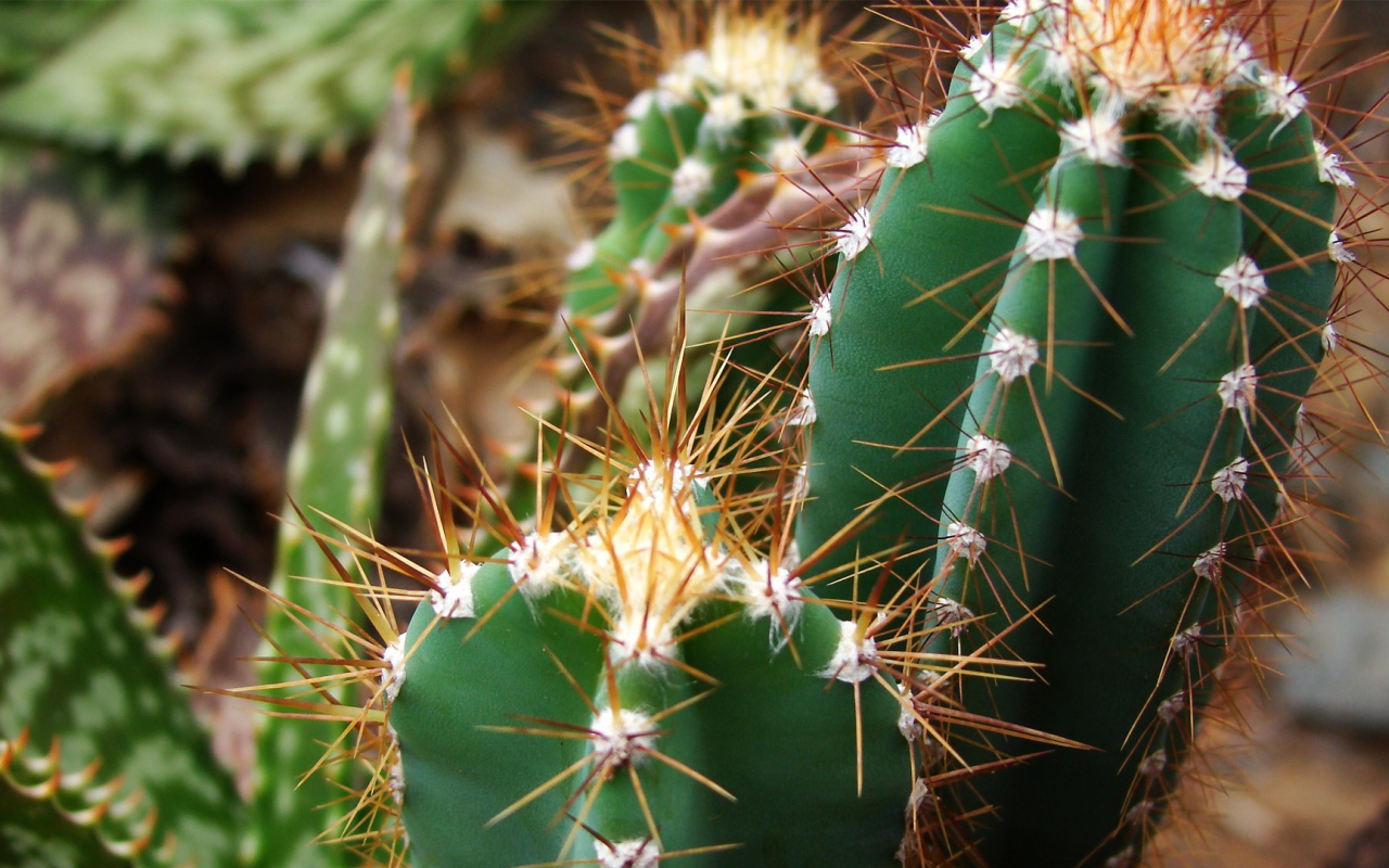 Колючие зеленые кактусы