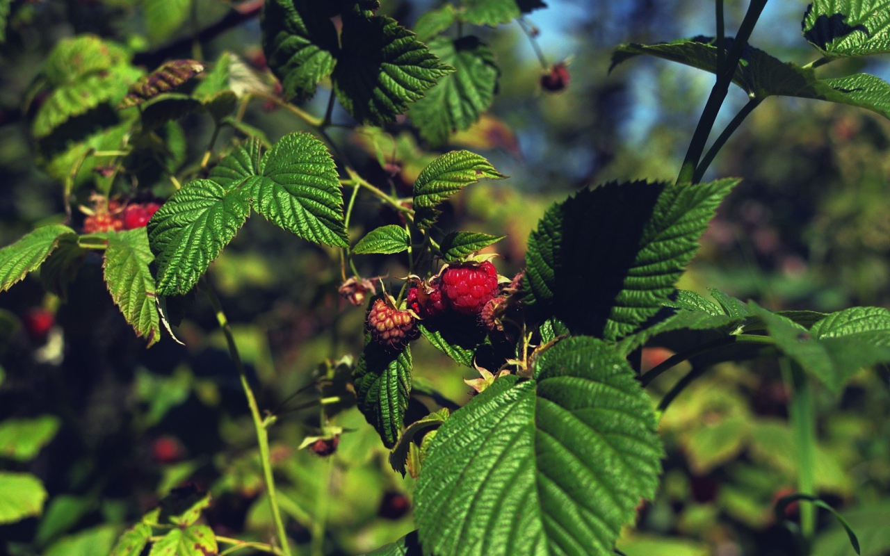 Малина созревает на кустах