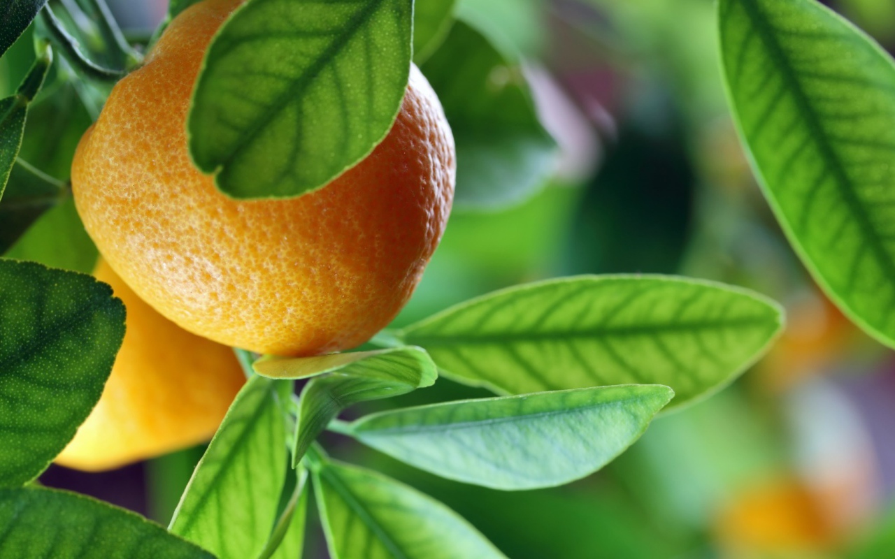 Спелый апельсин на ветке среди зелени