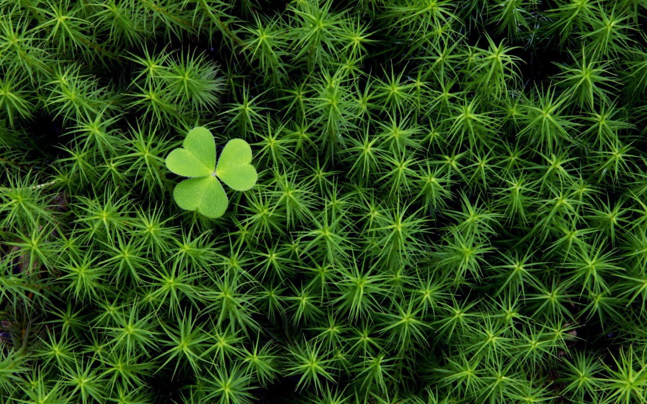 Трилистник среди густой травы