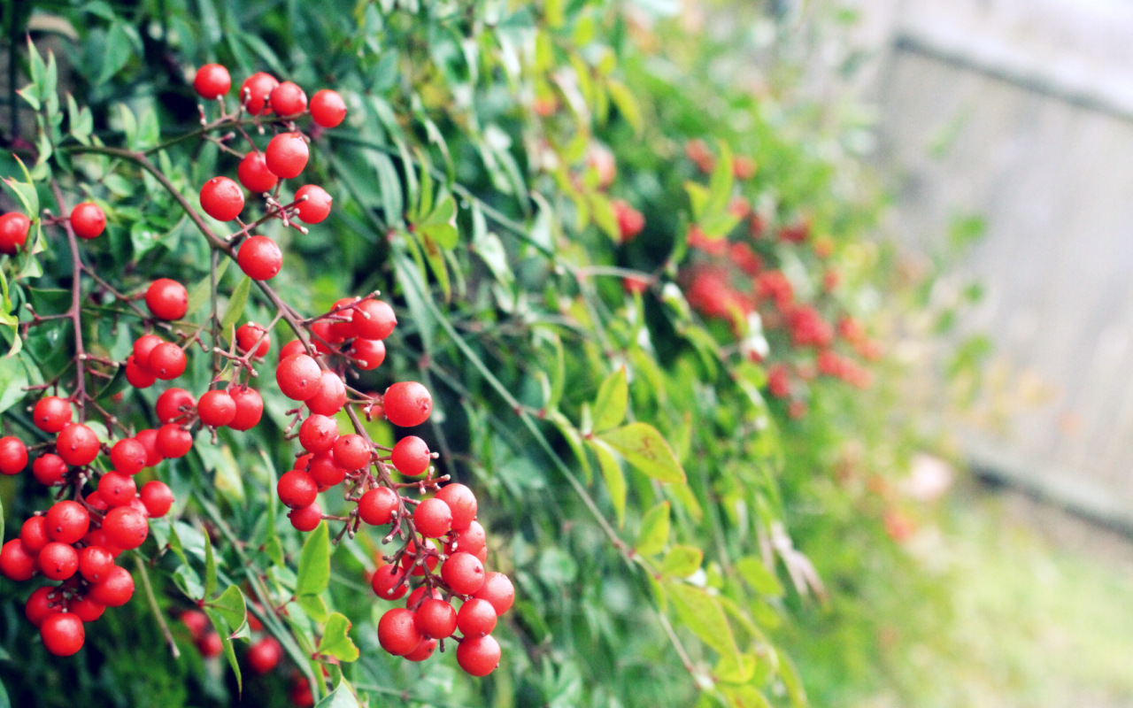 Маленькие красные ягоды на кустах