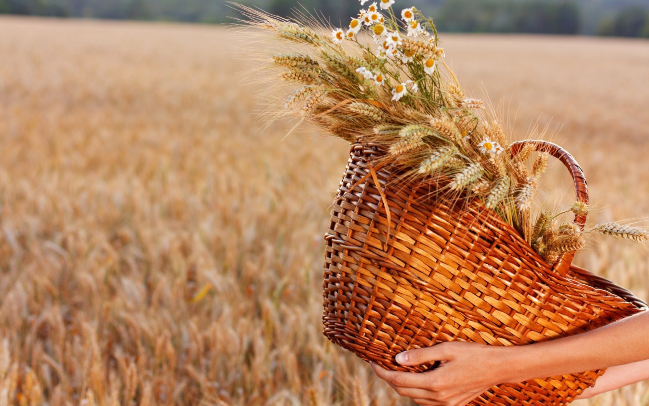 Колоски и ромашки в соломенной корзине