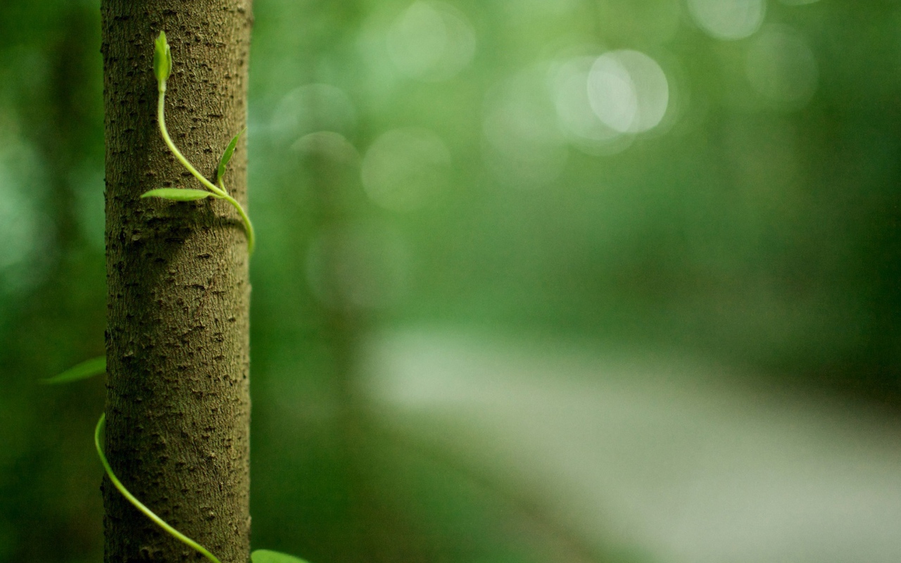 Росток обвивает ствол дерева