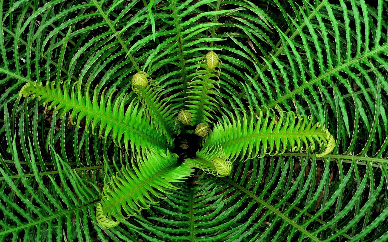 Сердцевина куста папоротника