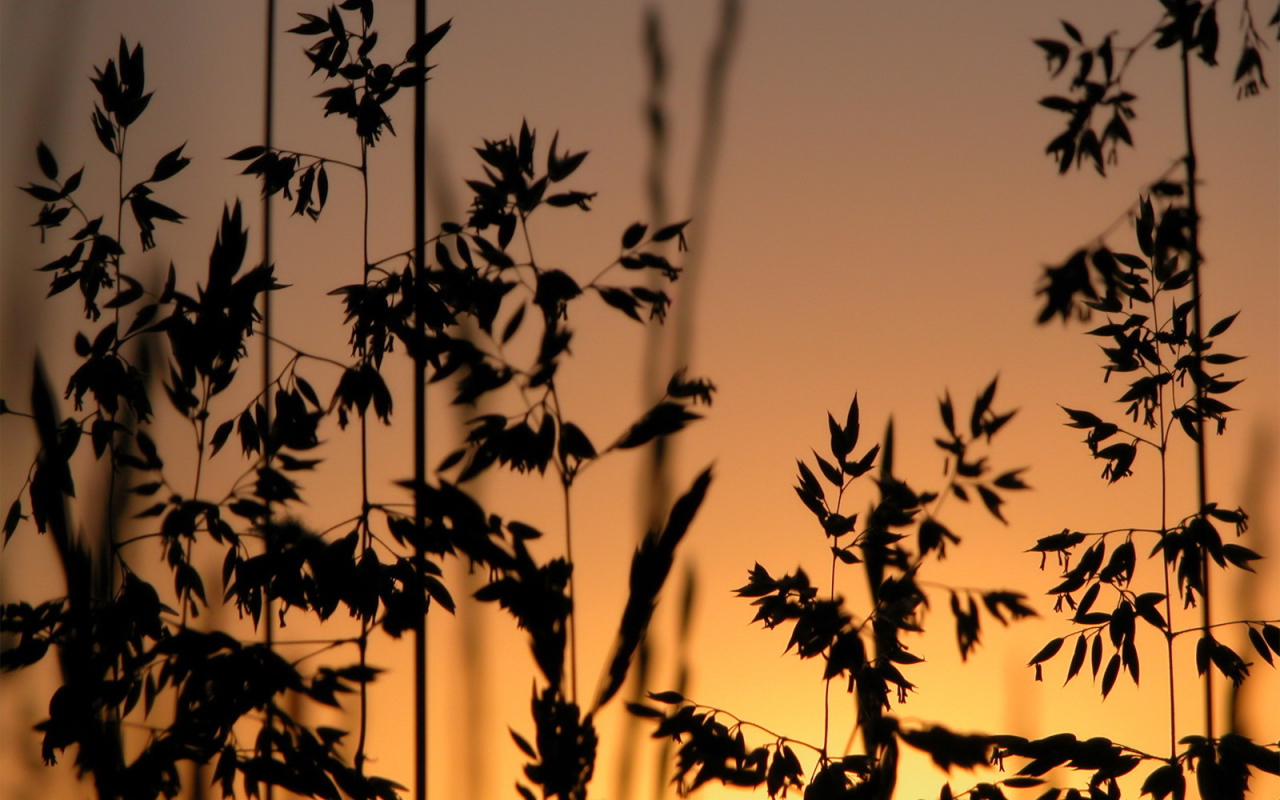 Трава на фоне заката