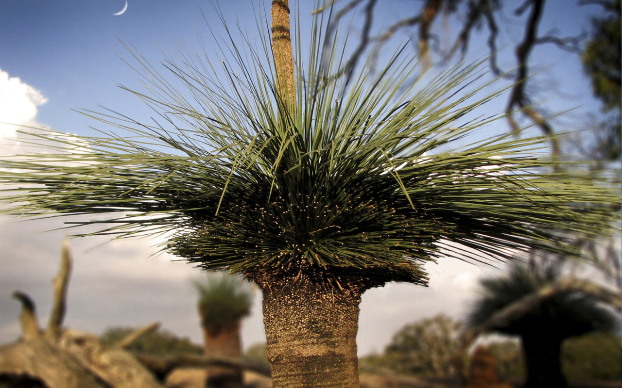 Оригинальные деревья