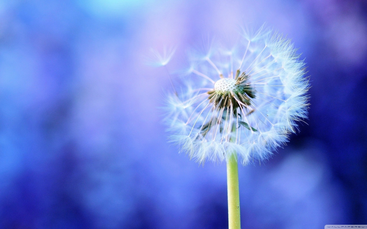 Семена одуванчика на голубом фоне