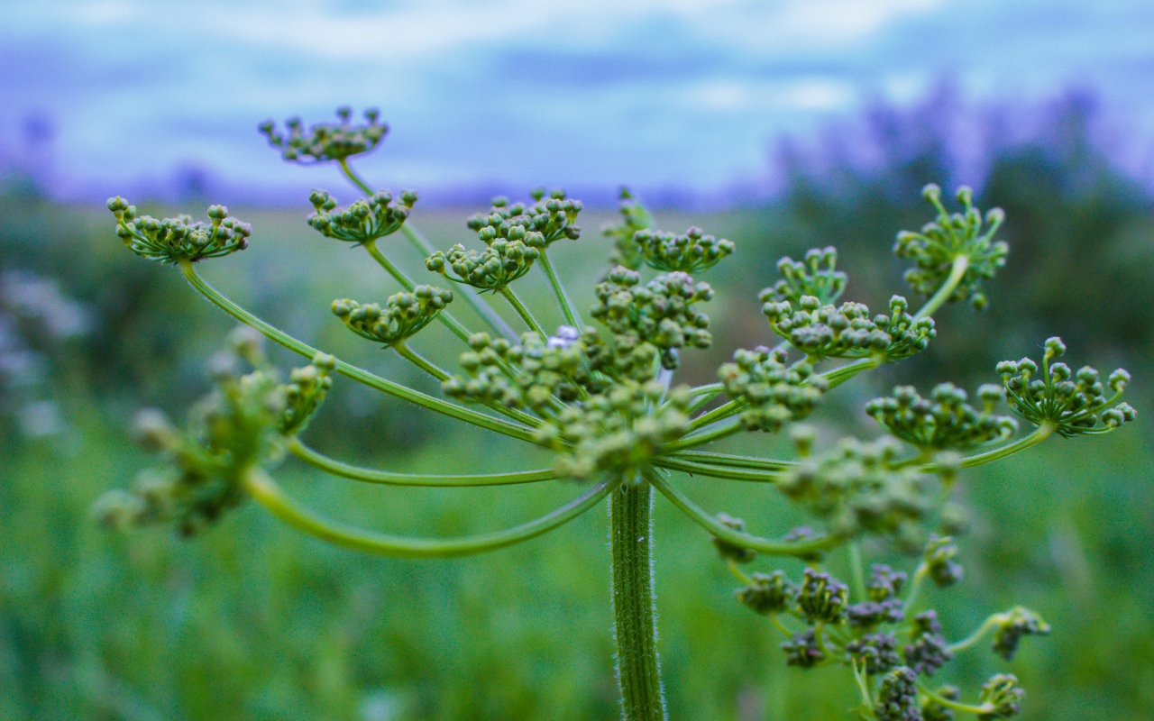 Зонтик зеленого сорняка