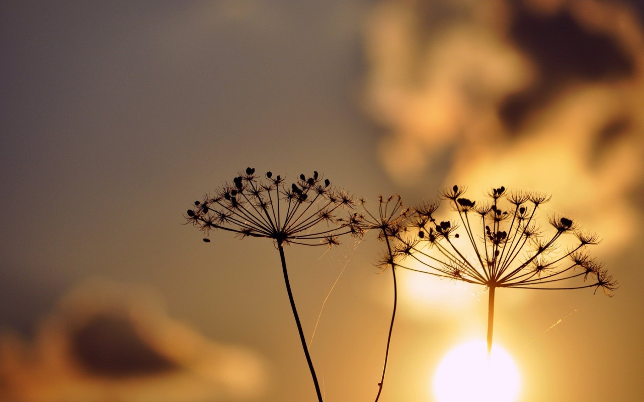 Зонтики с семенами растений