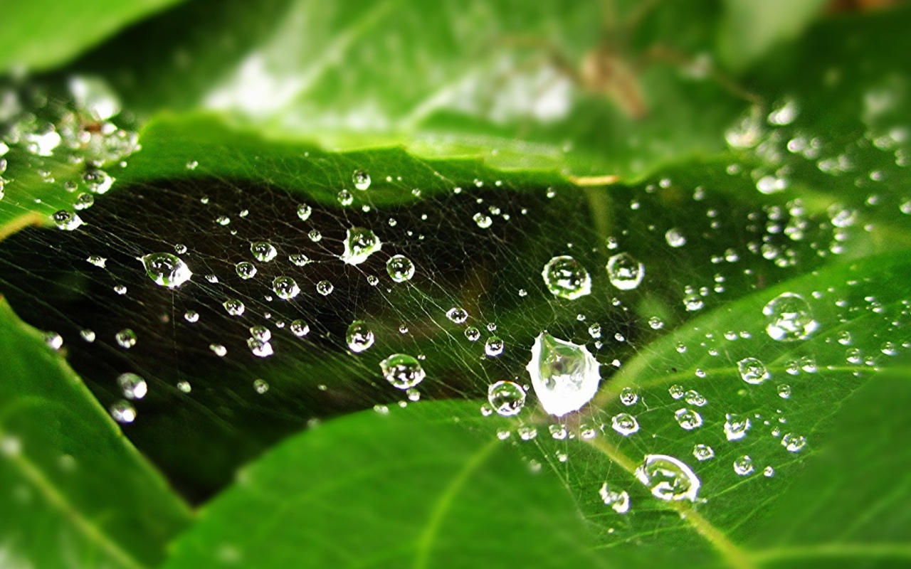 Мокрая паутина на зеленом листе