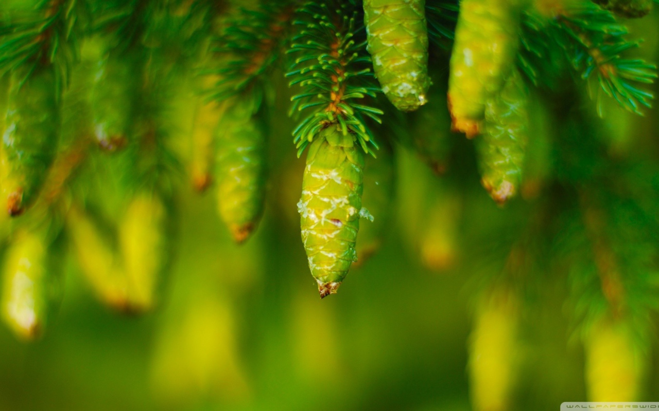 Молодые шишки на хвойном дереве