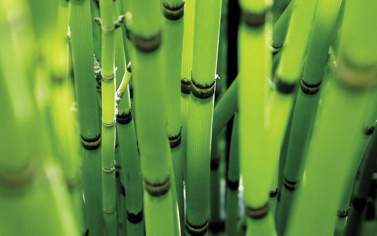 Молодые стебли зеленого бамбука