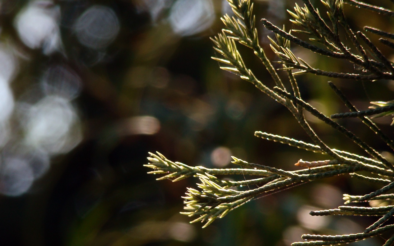 Молодые ростки в лучах яркого солнца