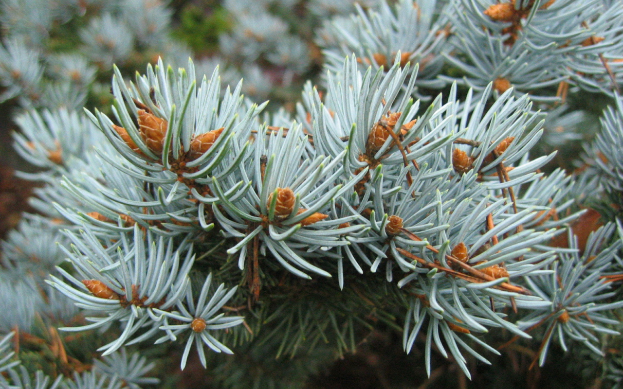 Ветки хвойного дерева