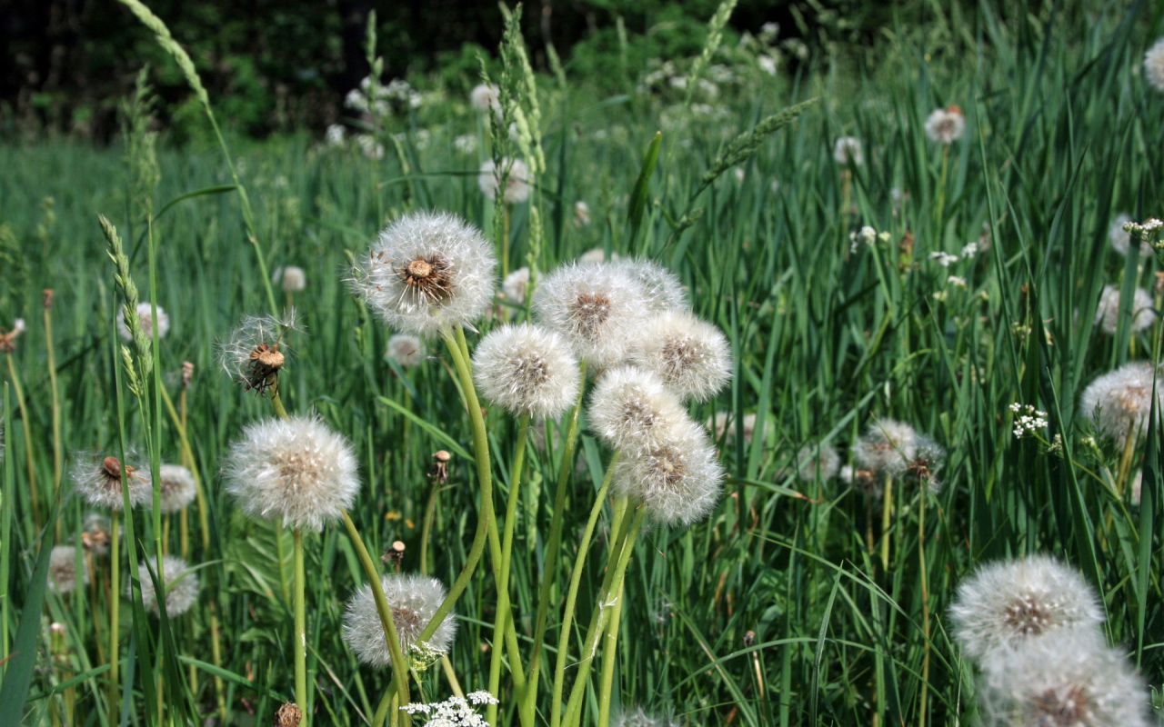 Одуванчики отцвели