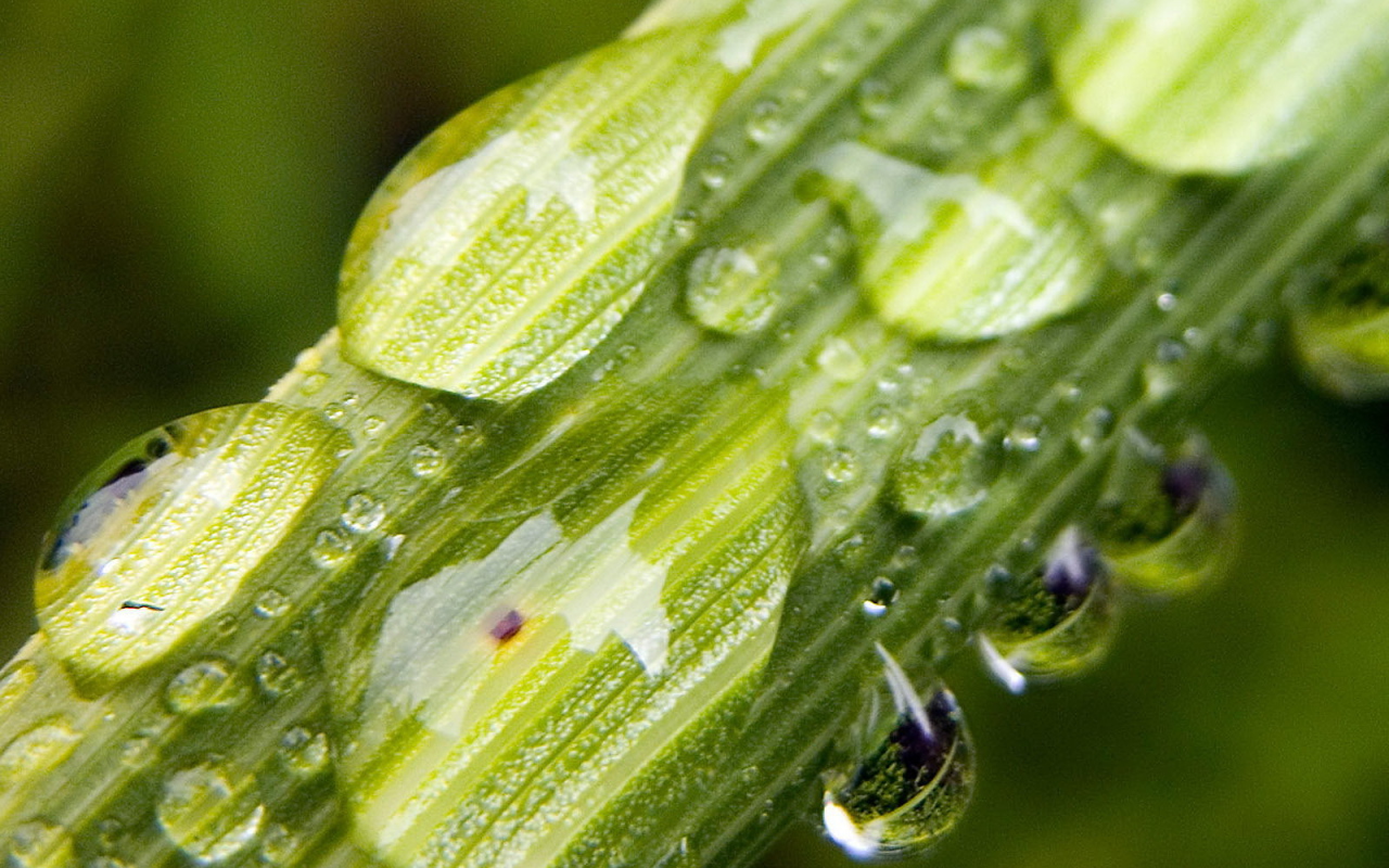 Капли на стебле растения