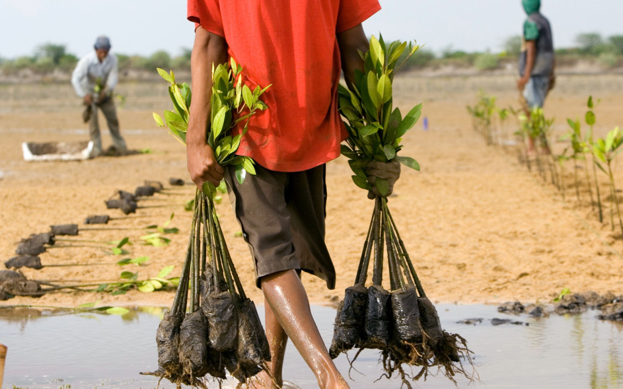 Человек несет саженцы