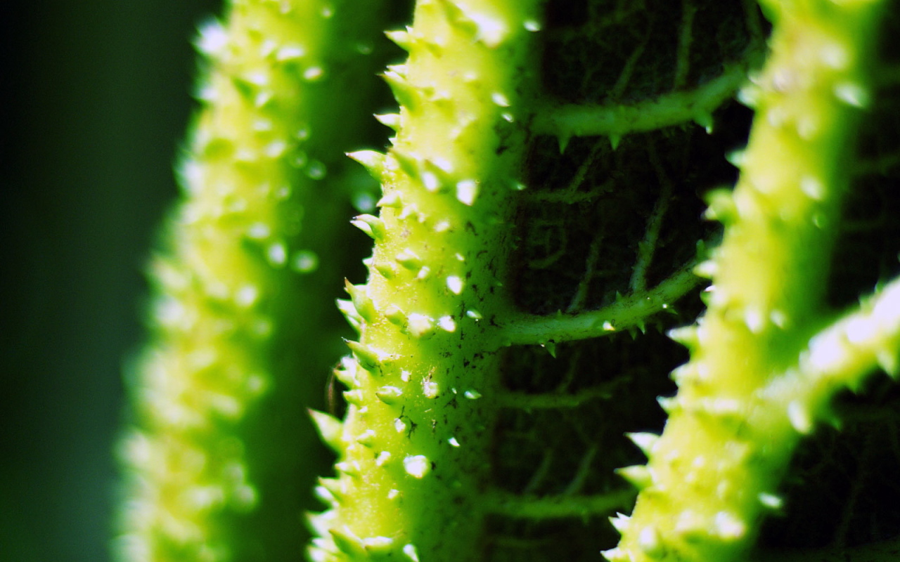 Стебли с колючками