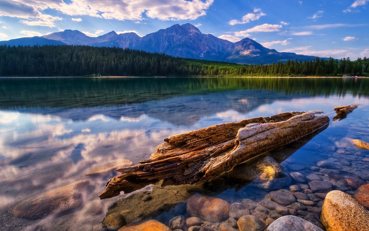 Остатки дерева у берега озера