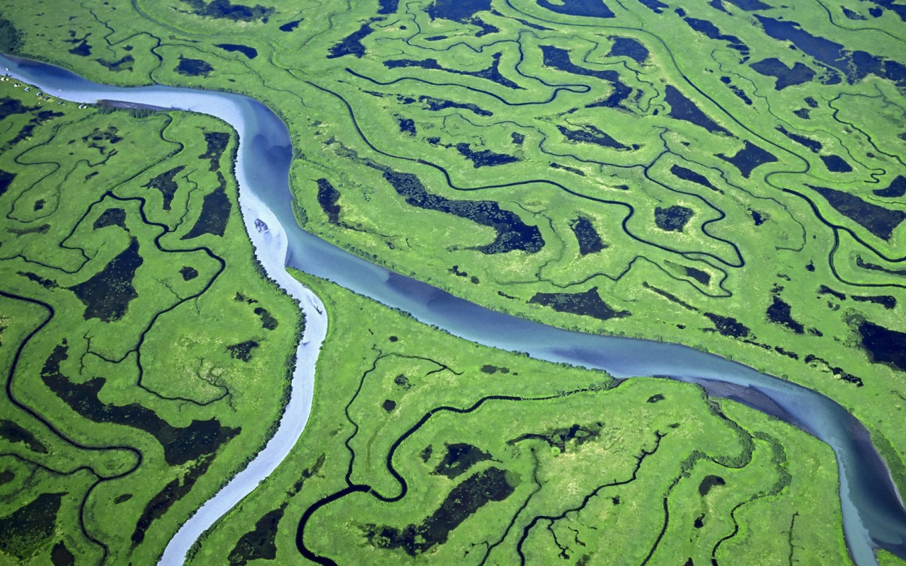 Река и болота в лесу с высоты