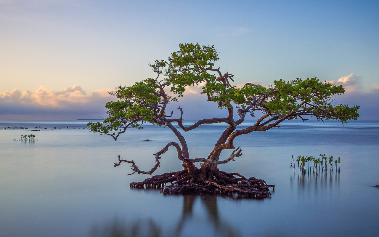 Дерево образует остров из корней