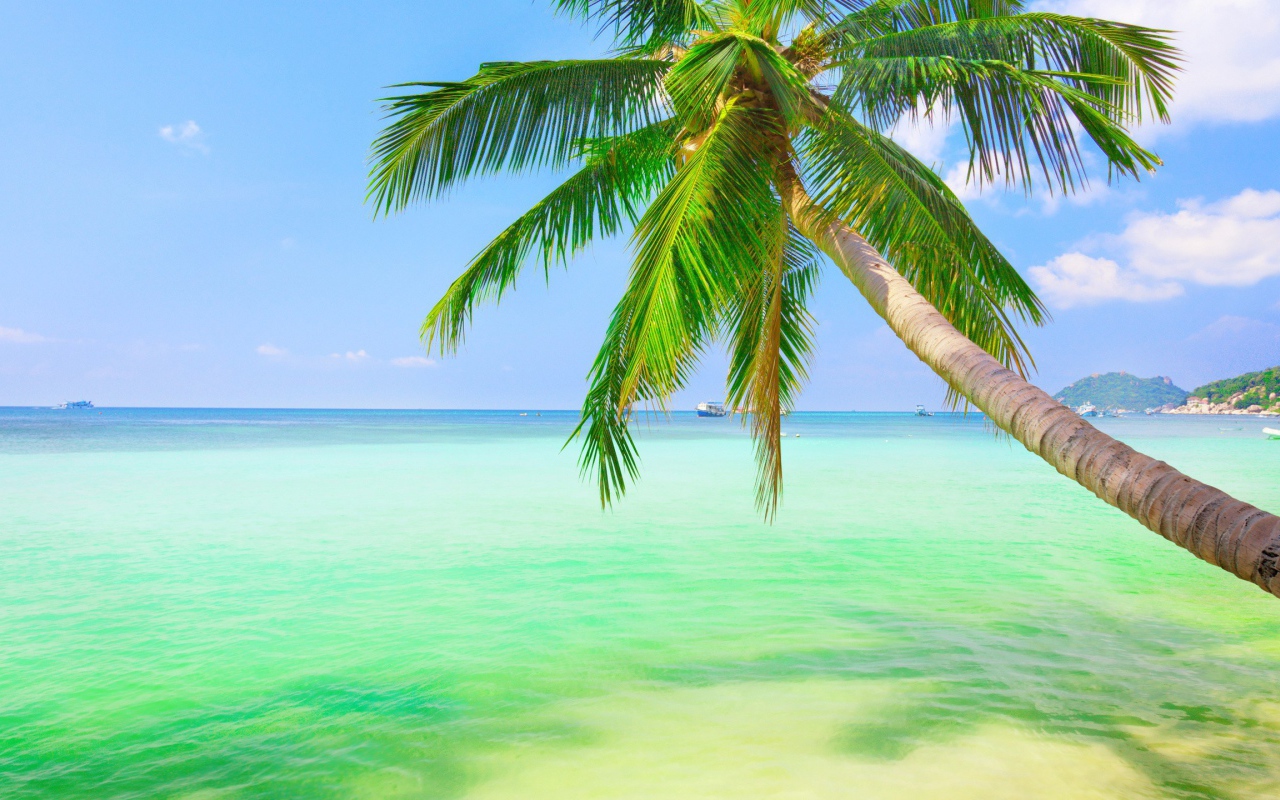 Пальма у зеленой воды на мелководье