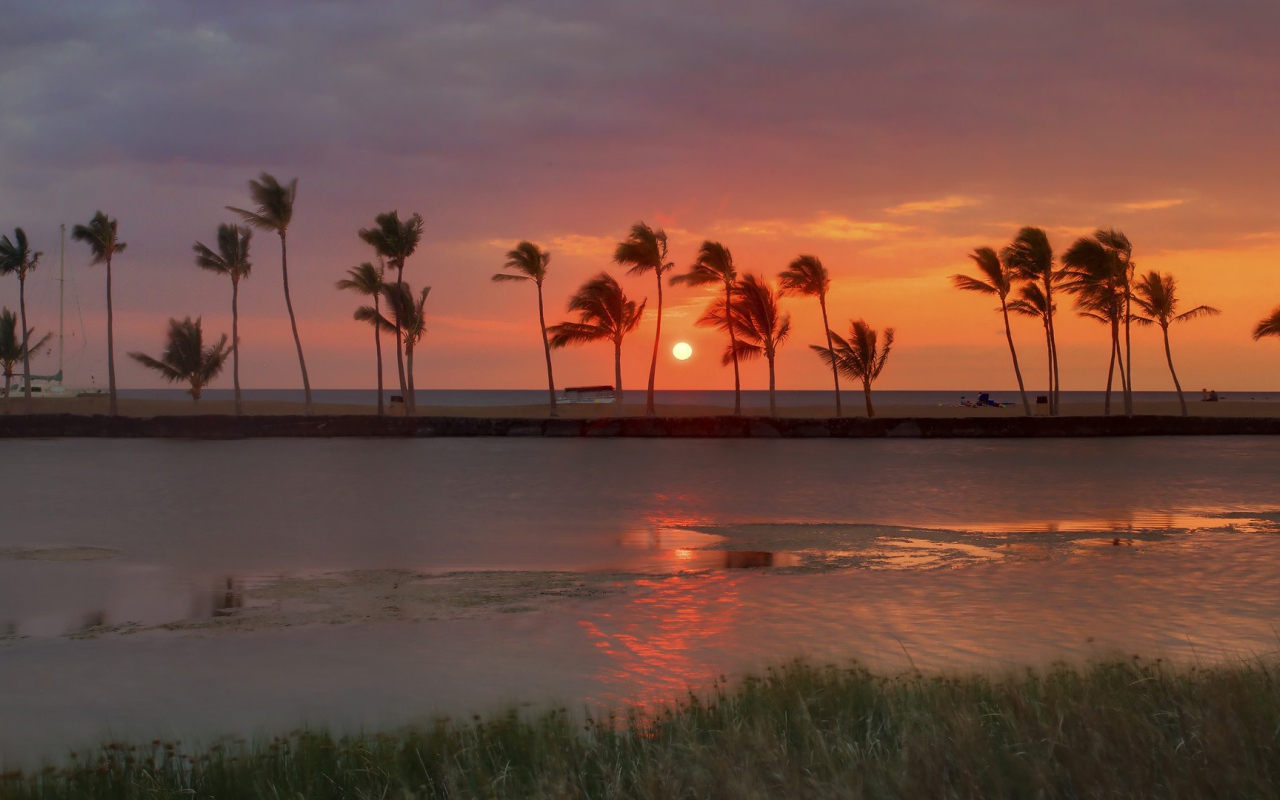 Ряд пальм на берегу моря на фоне заката