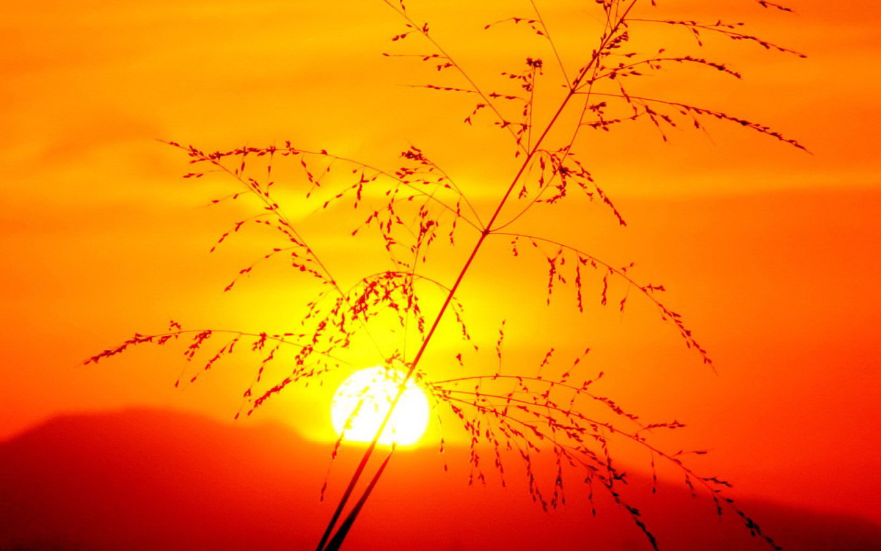 Травинка на закате