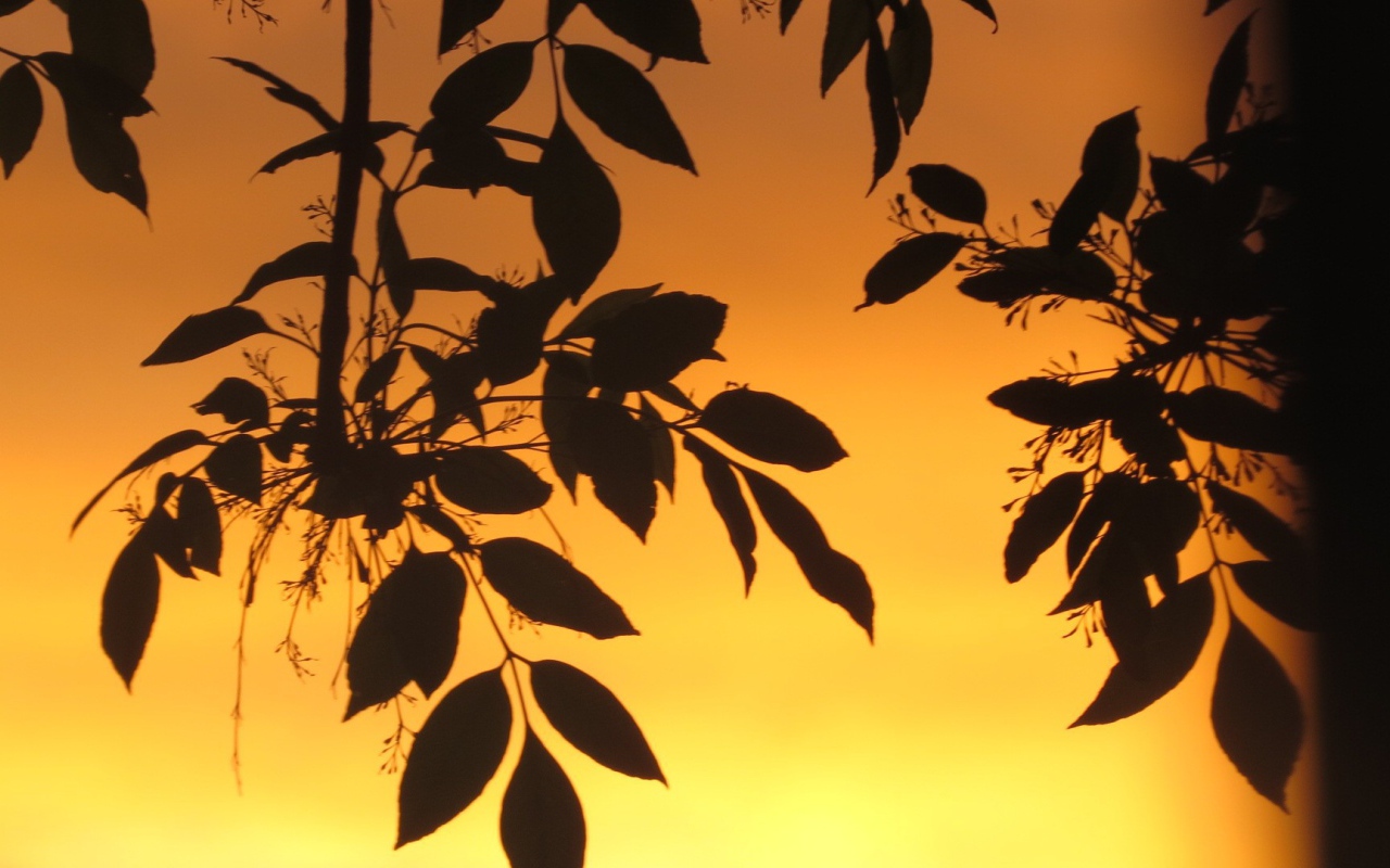 Листья на фоне оранжевого неба