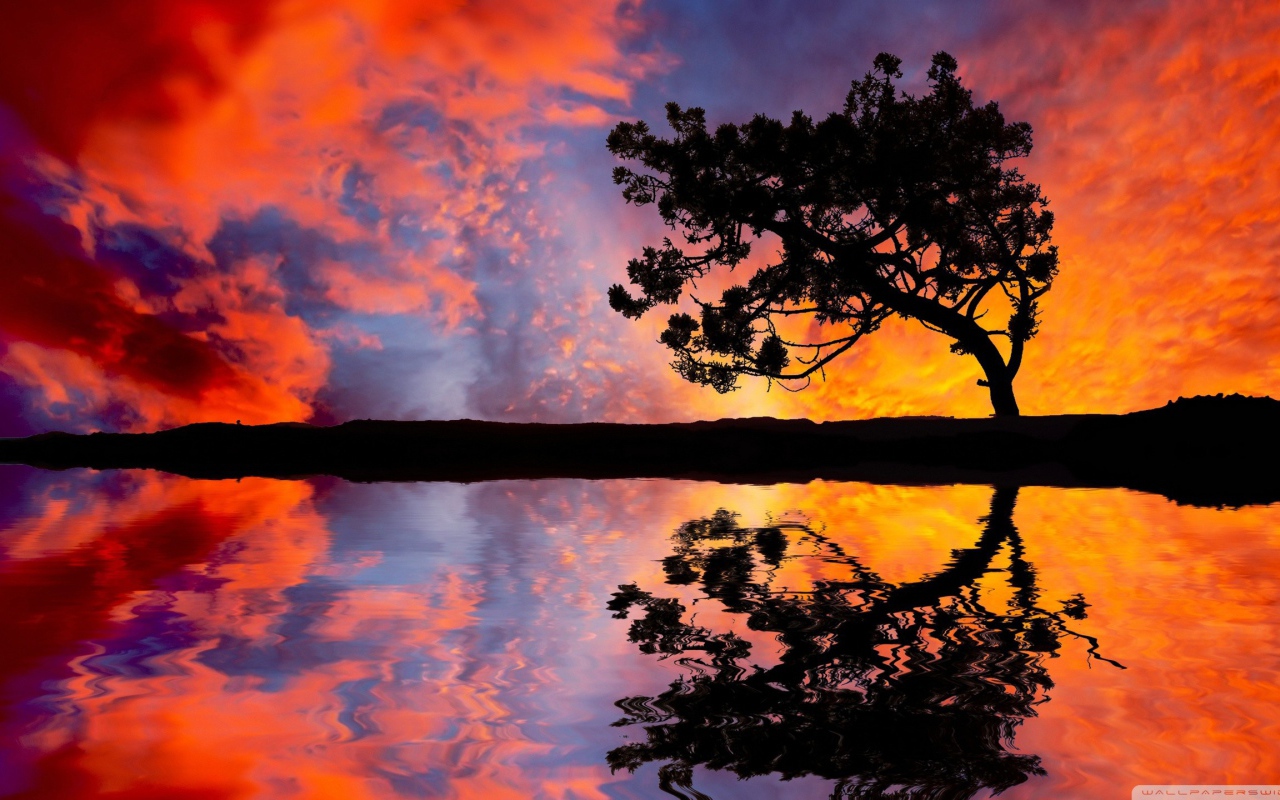 Силуэт дерева на фоне красных облаков