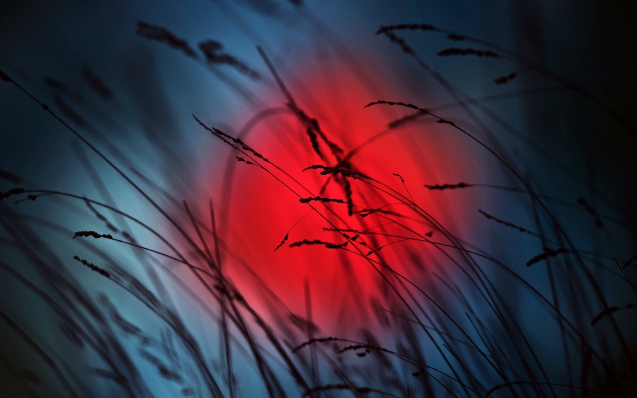 Колоски на фоне красного солнца