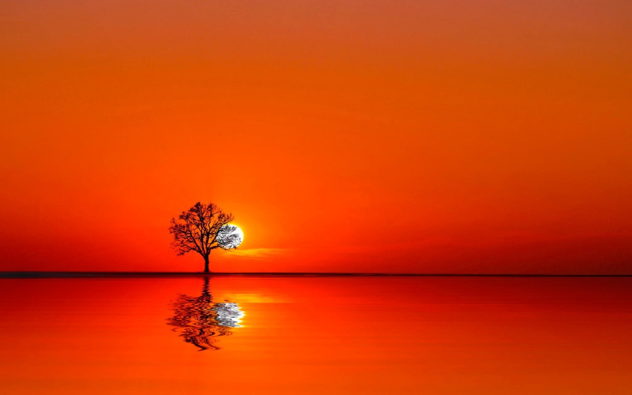 Дерево на закате между водой и небом