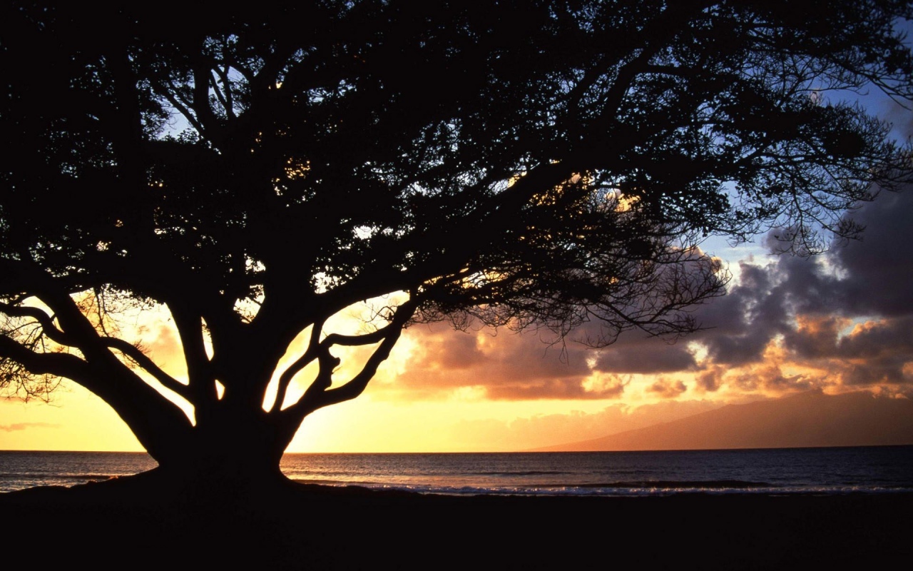 Дерево раскинуло ветви на фоне заката
