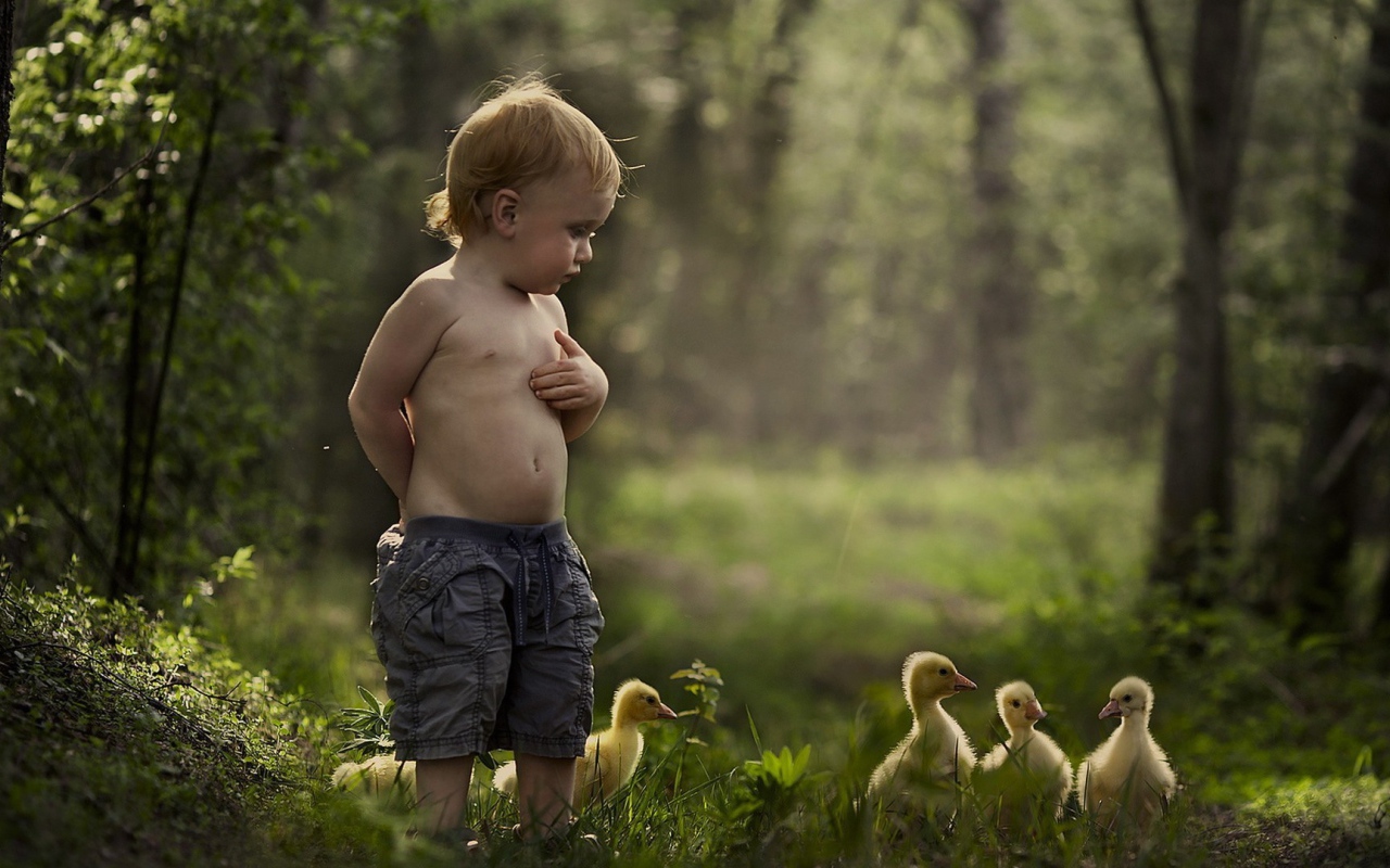 Мальчик гуляет среди утят