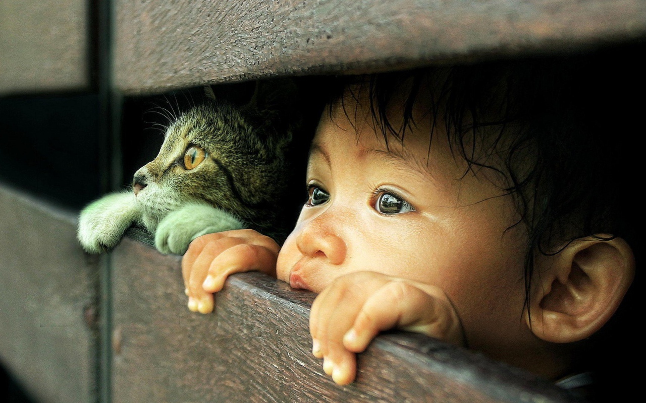 Любознательные кот и малыш