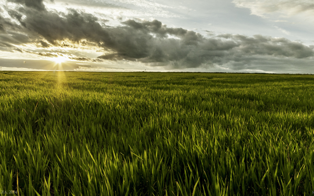 Фермерское поле в Румынии